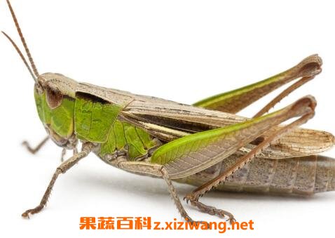 �ȳ�������빦Ч��ҩ�ü�ֵ