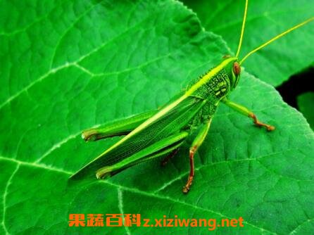 �ȳ�������빦Ч��ҩ�ü�ֵ