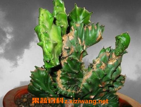 �����Ƶ���ֳ������ע������