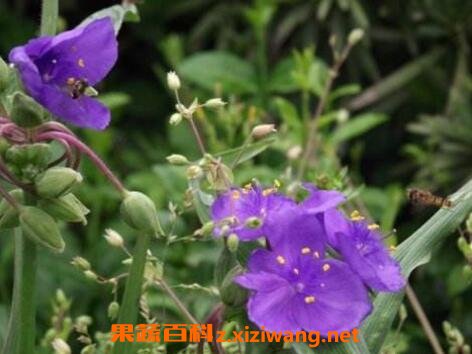 �ڿ��ٵĹ�Ч�����ü�ҩ�ü�ֵ