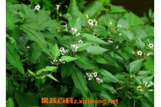 �����ٵĹ�Ч�볣���Է�