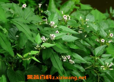 �����ٵĹ�Ч�볣���Է�