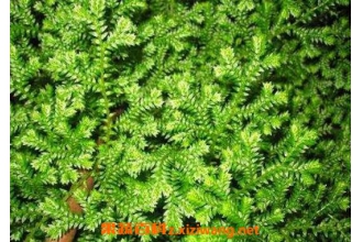 ���Ʋݵ���ֳ������ע������