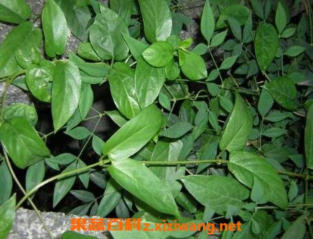 �켦ʺ�ٵĹ�Ч�����ü�ҩ�ü�ֵ