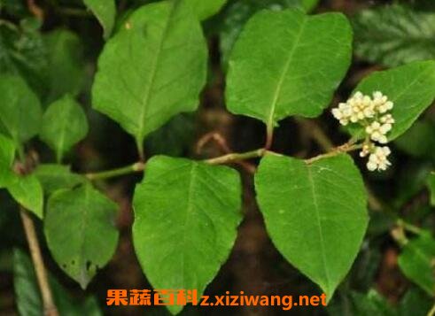 �켦ʺ�ٵĹ�Ч�����ü�ҩ�ü�ֵ