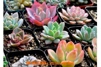 ����ֲ����ô�� ����ֲ����ֳ��ע������