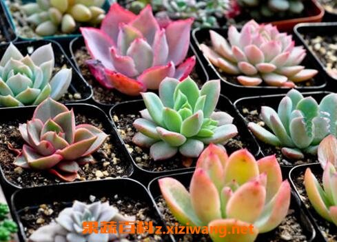 ����ֲ����ô�� ����ֲ����ֳ��ע������