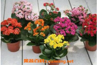 ���ٻ���ô�� ���ٻ�����ֳ���� ��ֳ���ٻ���ע����