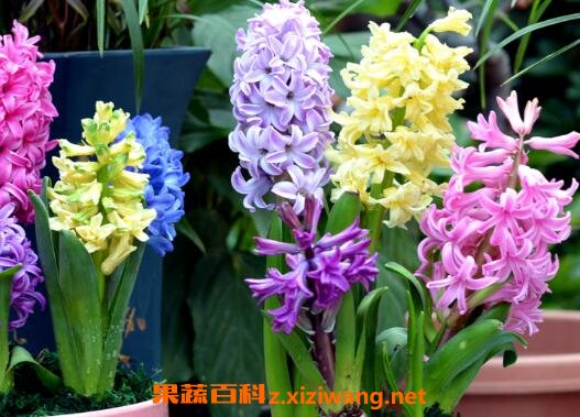 ��������ô�� �����ӵ���ֳ����