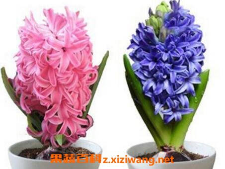 ��������ô�� �����ӵ���ֳ����