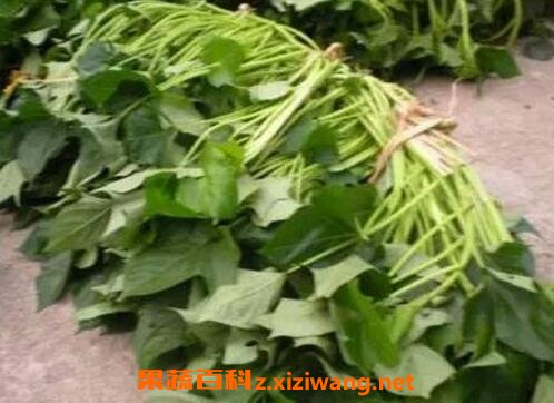 �����ٵ�Ӫ����ֵ��ҩ�ü�ֵ