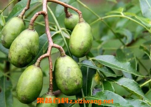 ���ƹ���ҩ�ü�ֵ