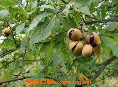 ���޹���ҩ�ü�ֵ