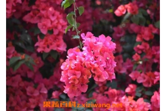 ����÷����ֳ������ע������