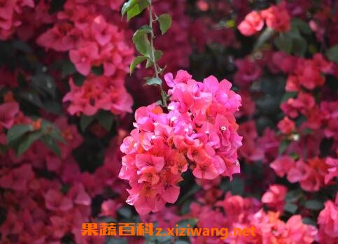 ����÷����ֳ������ע������