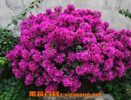 ����÷����ֳ������ע������