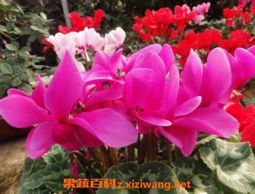 �ɿ�����ô�� �ɿ�������ֳ������ע������