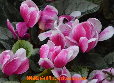 �ɿ�����ô�� �ɿ�������ֳ������ע������