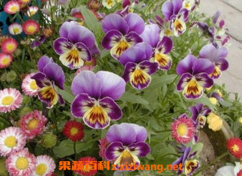 ��ɫ������ֳ������ע������