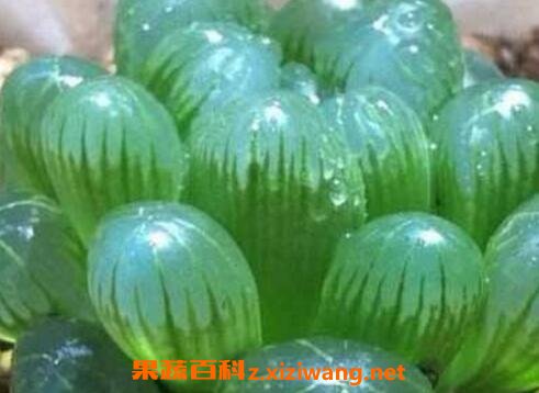������¶����ֳ������ע������