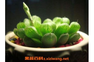 ����ֲ����¶��ô�� ��¶����ֳ����