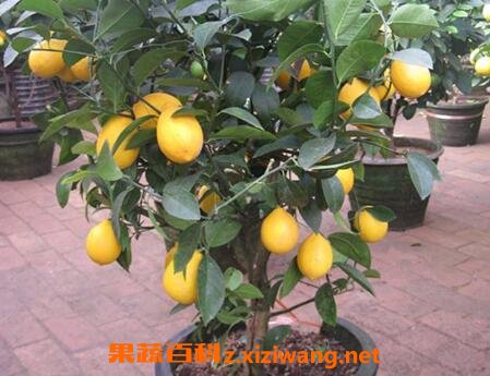 ��������ô�� ����������ֳ������ע������