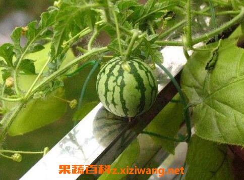 �����ٵĹ�Ч�����ü�ҩ�ü�ֵ