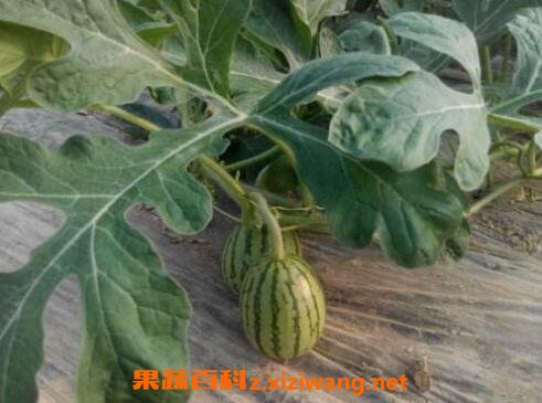 �����ٵĹ�Ч�����ü�ҩ�ü�ֵ
