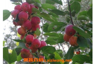 ��ҩɳ����ҩ�ü�ֵ�빦Ч