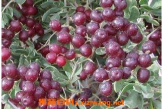 �״̹���ҩ�ü�ֵ�빦Ч