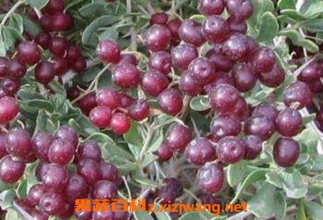 �״̹���ҩ�ü�ֵ