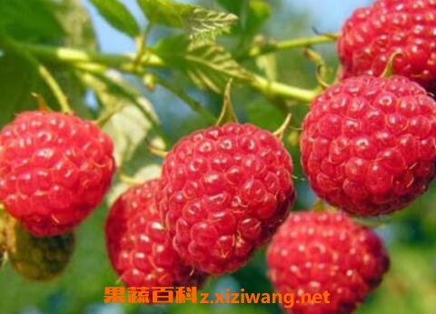 ��ݮ��ôϴ�ɾ� ��ݮ����Щ��Ч