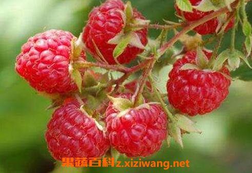 ����ݮ�����ϴ ����ݮ��γ�