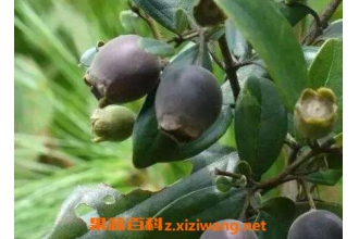 ���ӹ���ҩ�ü�ֵ�빦Ч