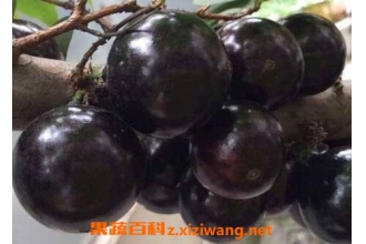 �α������䱦�����Ĺ�Ч������