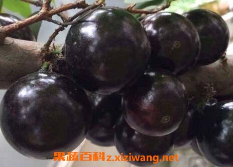 �α������䱦�����Ĺ�Ч������