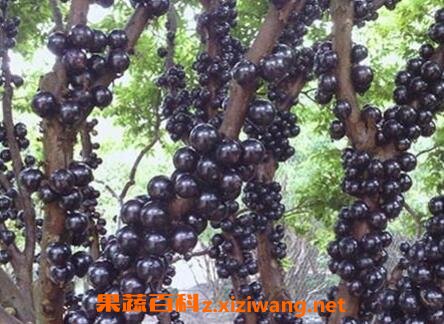 �����Ѻͼα��������� �����ѵ�Ӫ����ֵ