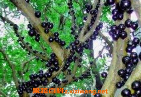 �����Ѻͼα��������� �����ѵ�Ӫ����ֵ
