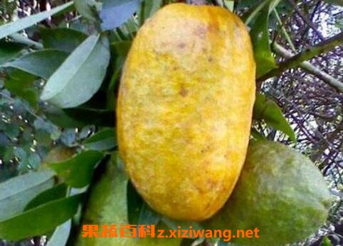 ţ����Ĺ�Ч������