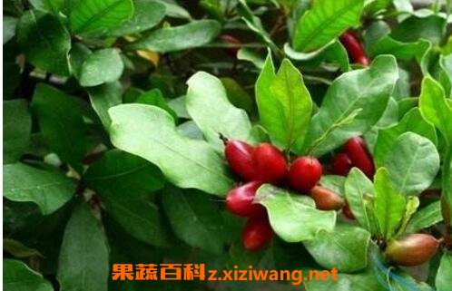 ���ع���Ҷ�Ĺ�Ч