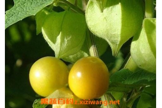 �Ƶ������Ĺ�Ч������