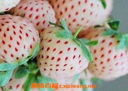 ����ݮ�����ֲ ����ݮ����ֲ����