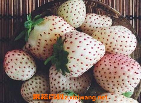 ����ݮ�����ֲ ����ݮ����ֲ����