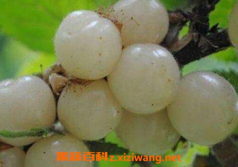 ����ӣ�ҵ�Ӫ����ֵ�빦Ч