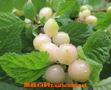 ����ӣ�ҵ�Ӫ����ֵ�빦Ч