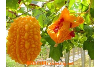 �����ӵĹ�Ч�����ü�ҩ�ü�ֵ