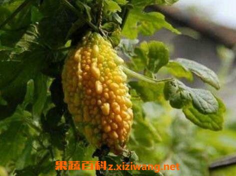 �����ӵĹ�Ч�����ü�ҩ�ü�ֵ