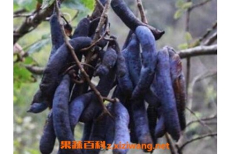 èʺ�ϵĹ�Ч�����ü�ҩ�ü�ֵ