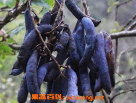 èʺ�ϵĹ�Ч�����ü�ҩ�ü�ֵ