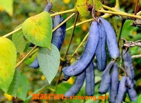 èʺ�ϵĹ�Ч�����ü�ҩ�ü�ֵ